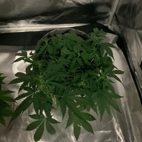 Queen of Sheba growlog timeline photo