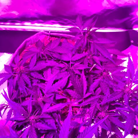 Queen of Sheba growlog timeline photo