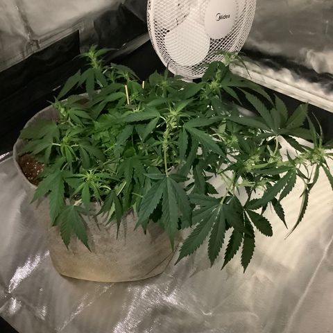 Queen of Sheba growlog timeline photo