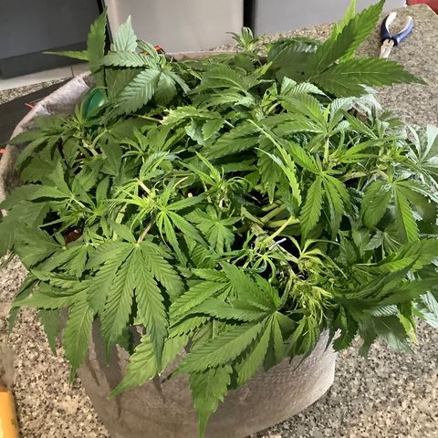 Queen of Sheba growlog timeline photo