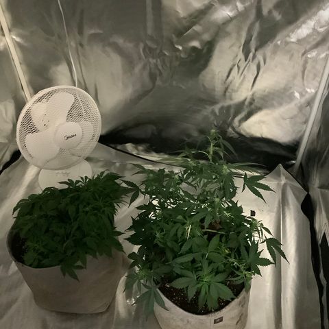 Queen of Sheba growlog timeline photo
