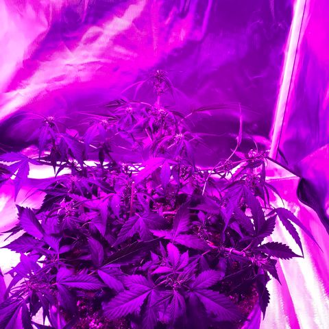 Queen of Sheba growlog timeline photo