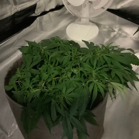 Queen of Sheba growlog timeline photo