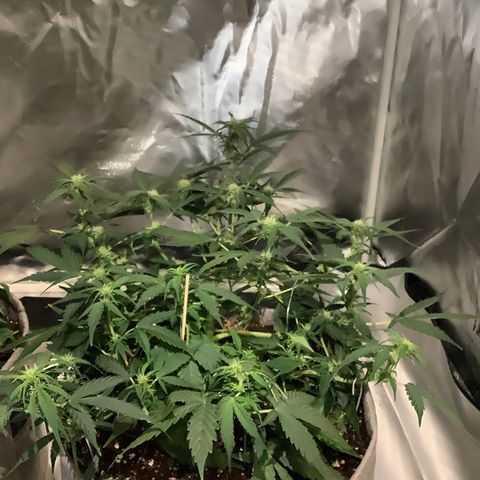 Queen of Sheba growlog timeline photo