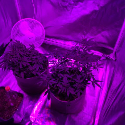 Queen of Sheba growlog timeline photo