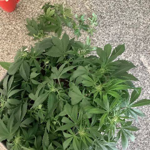 Queen of Sheba growlog timeline photo