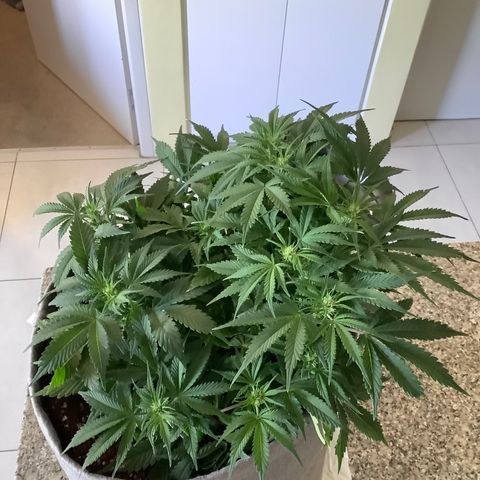 Queen of Sheba growlog timeline photo