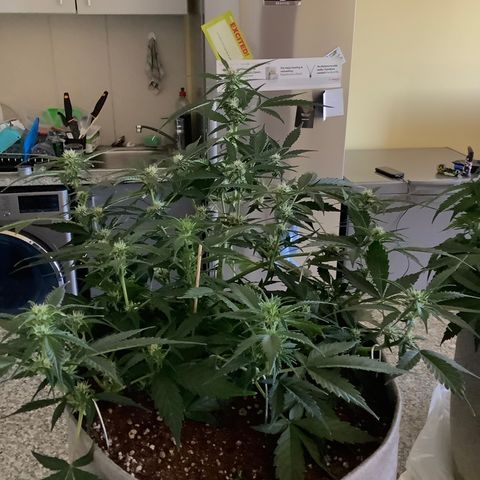 Queen of Sheba growlog timeline photo
