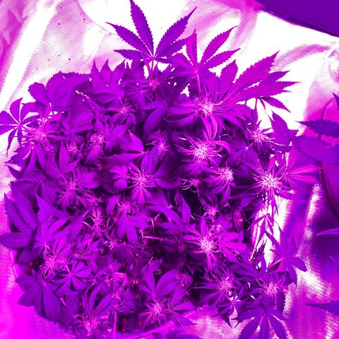 Queen of Sheba growlog timeline photo