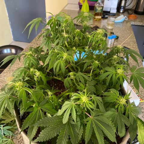 Queen of Sheba growlog timeline photo
