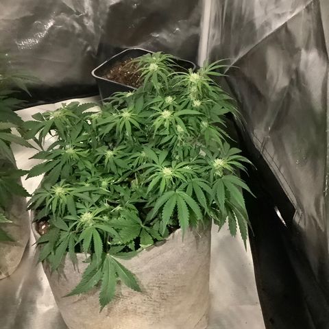Queen of Sheba growlog timeline photo