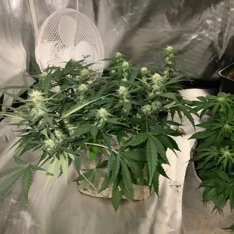 Queen of Sheba growlog timeline photo