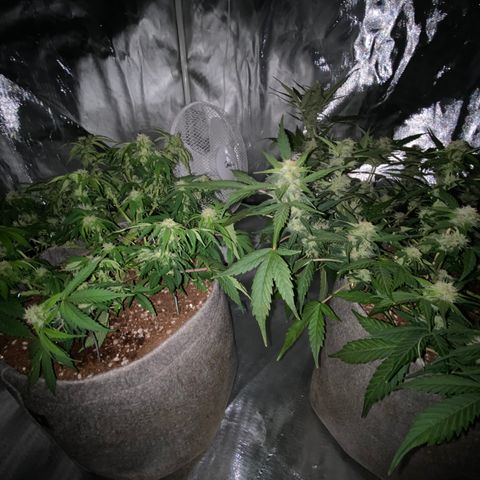 Queen of Sheba growlog timeline photo