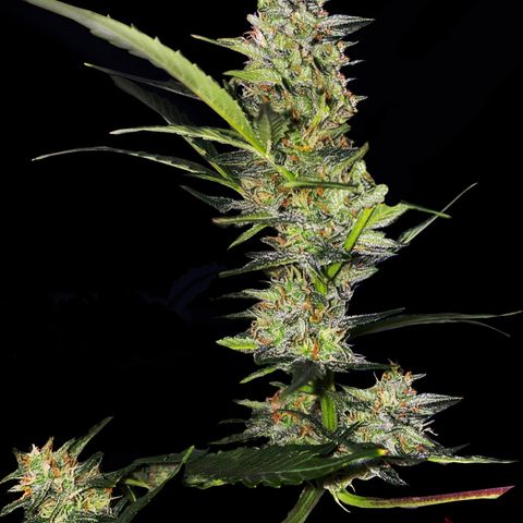 Queen of Sheba growlog timeline photo