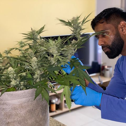 Queen of Sheba growlog timeline photo