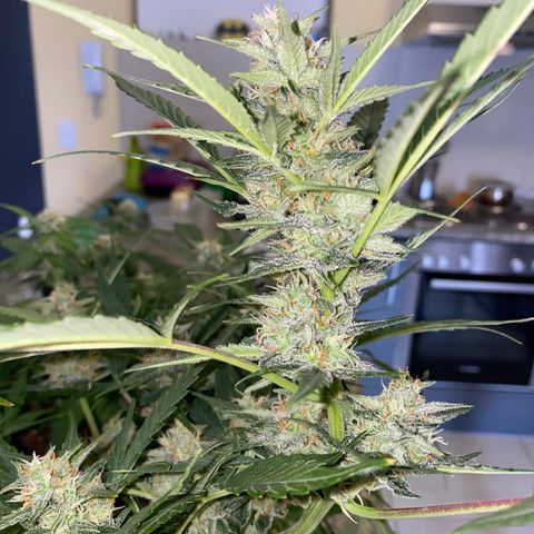 Queen of Sheba growlog timeline photo