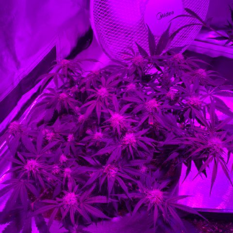 Queen of Sheba growlog timeline photo