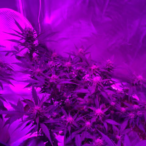 Queen of Sheba growlog timeline photo