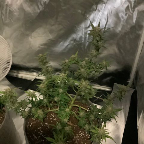 Queen of Sheba growlog timeline photo