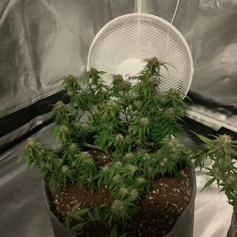Queen of Sheba growlog timeline photo