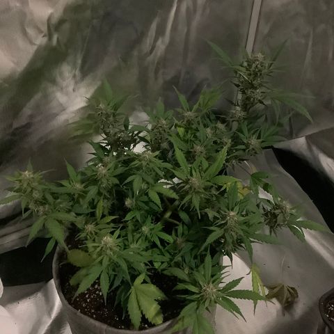 Queen of Sheba growlog timeline photo