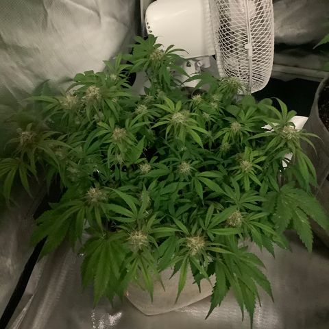 Queen of Sheba growlog timeline photo