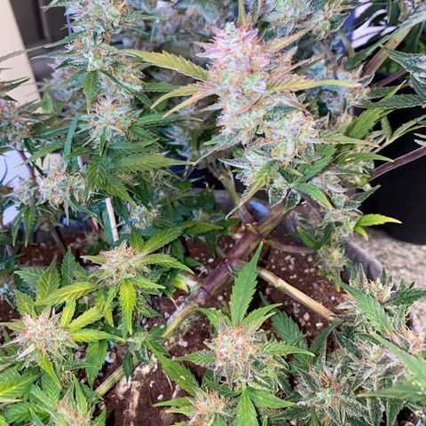 Queen of Sheba growlog timeline photo