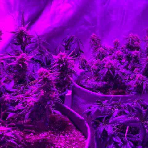 Queen of Sheba growlog timeline photo