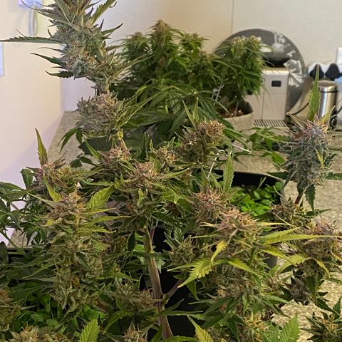 Queen of Sheba growlog timeline photo