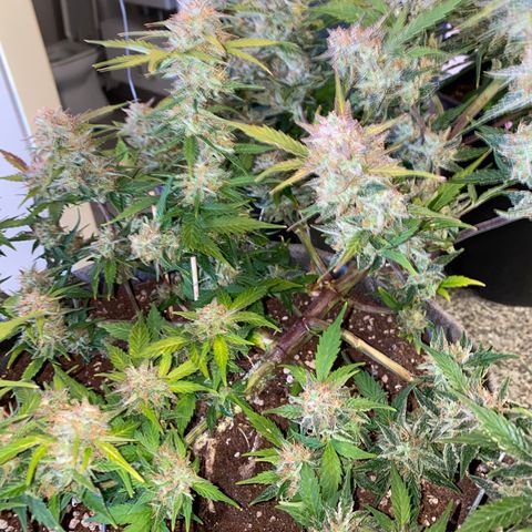 Queen of Sheba growlog timeline photo