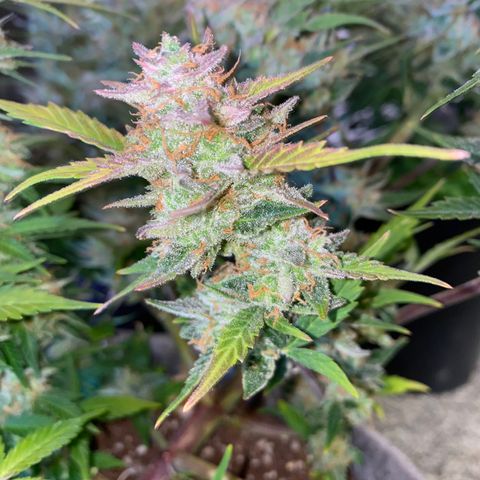 Queen of Sheba growlog timeline photo