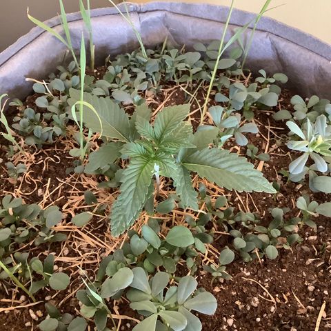 Citral Glue growlog timeline photo