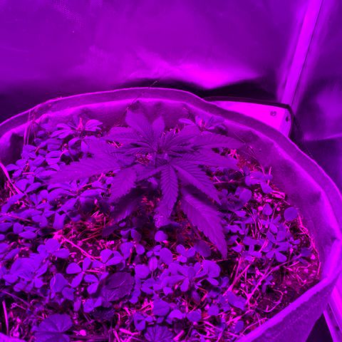 Citral Glue growlog timeline photo