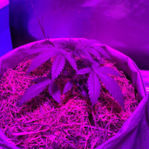 Citral Glue growlog timeline photo