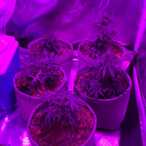 Citral Glue growlog timeline photo