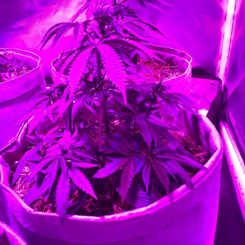 Citral Glue growlog timeline photo