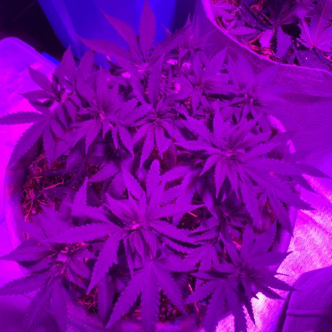 Citral Glue growlog timeline photo