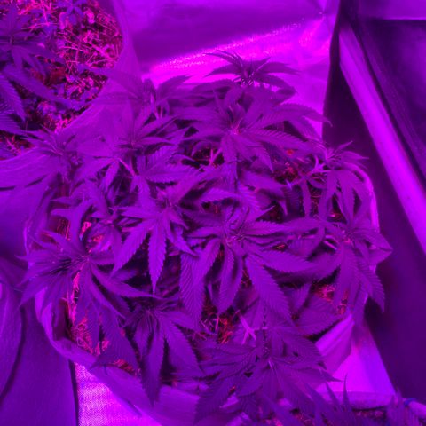 Citral Glue growlog timeline photo