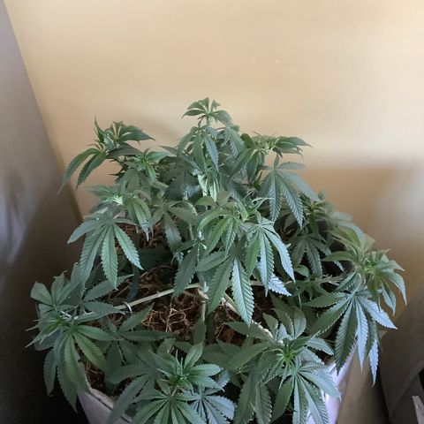 Citral Glue growlog timeline photo