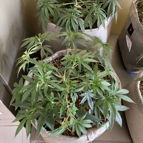 Citral Glue growlog timeline photo