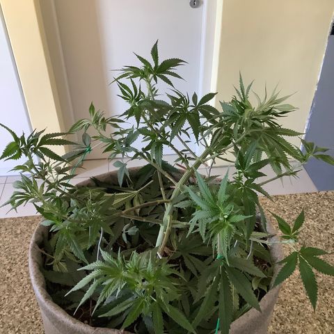 Citral Glue growlog timeline photo