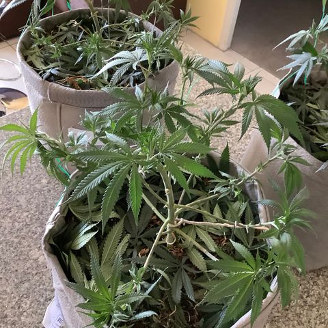 Citral Glue growlog timeline photo