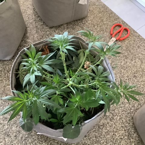 Citral Glue growlog timeline photo