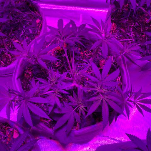 Citral Glue growlog timeline photo