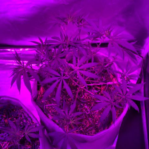 Citral Glue growlog timeline photo