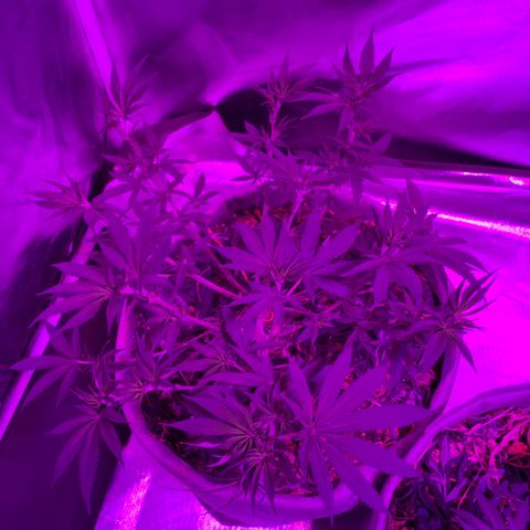 Citral Glue growlog timeline photo