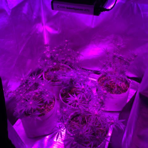 Citral Glue growlog timeline photo