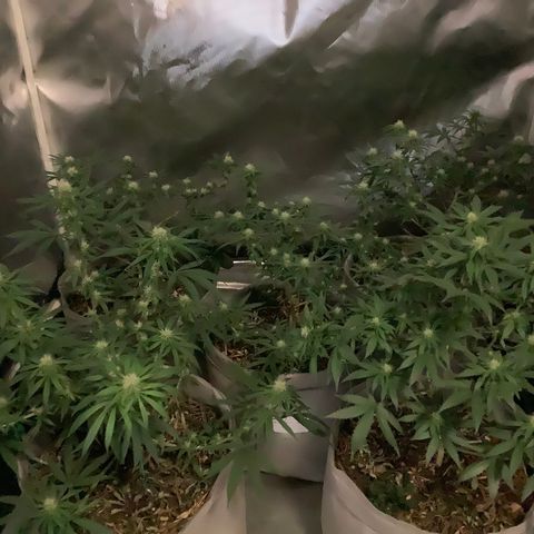 Citral Glue growlog timeline photo