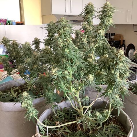 Citral Glue growlog photo: 45g
