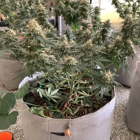 Citral Glue growlog photo: 40g